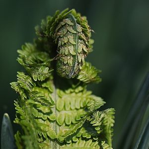 IMG_0277 IMG_0277